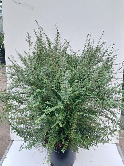 Heckenmyrte / Lonicera nitida ‘Compact‘