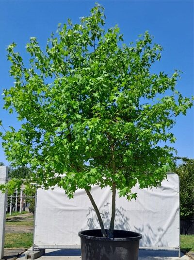 Amerikanischer Amberbaum 400-450 cm &#039;mehrstämmig&#039; (719641) / Liquidambar styraciflua