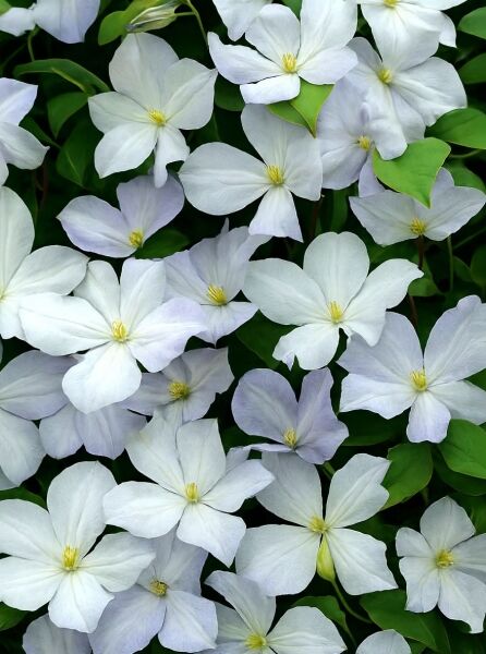 Waldrebe Clematis 'Dutch Sky' (Clematis) mit zahlreichen weißen Blüten und gelben Staubgefäßen zwischen grünem Laub.