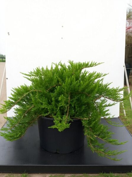 Juniperus sabina 'Tamariscifolia' / Tamarisken-Wacholder 80-100 cm breit im C50-Container, flach wachsend, dichtes grünes Nadelkleid