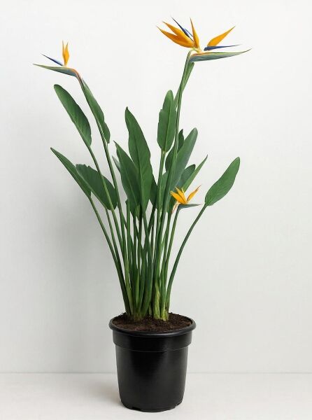 Strelitzia reginae (Paradiesvogelblume, Königs-Strelitzie) 50-60 cm C12 im Topf mit grünen Blättern und Blüten
