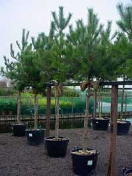 Österreichische Schwarz-Kiefer 'Hochstamm' / Pinus nigra ssp. nigra 'Hochstamm'