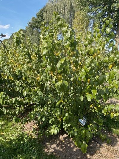 Gewürzbaum / Fieberbaum / Lindera benzoin