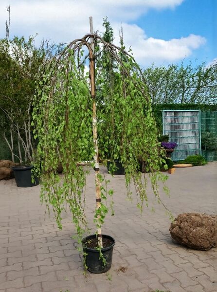 Trauer-Birke 'Youngii' (Betula pendula 'Youngii') Hochstamm im Container, Krone überhängend, ca. 225 cm, Stamm 10-12 StU