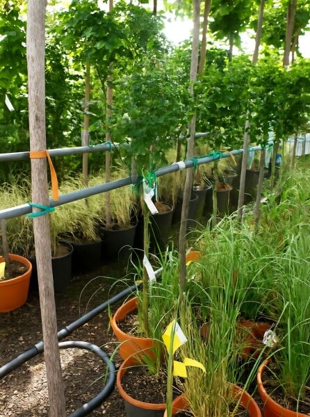 Garten-Eibisch 'Helene' (Hibiscus syriacus 'Helene'), 80 cm Stamm, im Container C20, blattreicher Strauch im Topf angebunden.