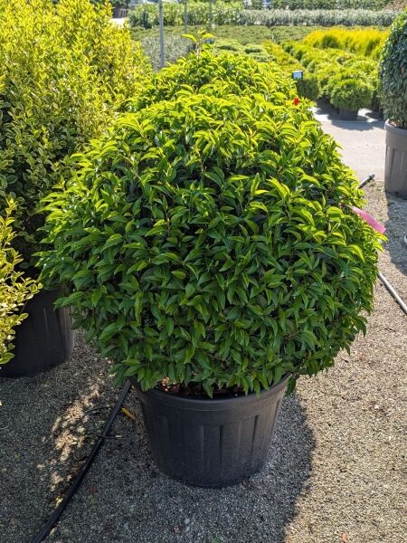 Portugiesischer Kirschlorbeer 'Kugel' - Prunus lusitanica 'Angustifolia' Kugel