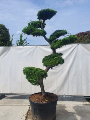 Bonsai fr den Garten / Gartenbonsai (bis 999 ) gnstig kaufen