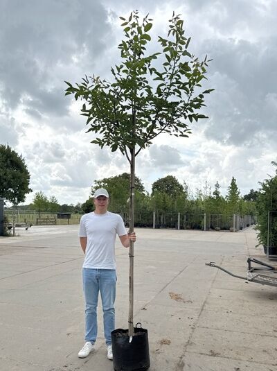 Juglans regia (Gemeine Walnuss) Hochstamm 8-10 StU im Container, junger Baum mit geradem Stamm und grüner Krone.