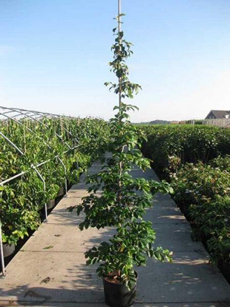 Parrotia persica, Eisenholzbaum (Parrotie) 150-175 cm C30 im Pflanztopf, schlanker Stamm mit grünem Laub.