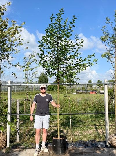 Morus alba / Weißer Maulbeerbaum Hochstamm 12-14 StU im Container, junger Baum mit geradem Stamm und belaubter Krone.