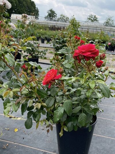 Rosa 'Cherry Girl' (Beetrose) ADR-Rose C5 im Topf, roter Blütenstand mit Knospen und grünem Laub.