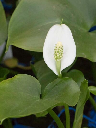 Drachenwurz / Sumpf-Calla / Calla palustris