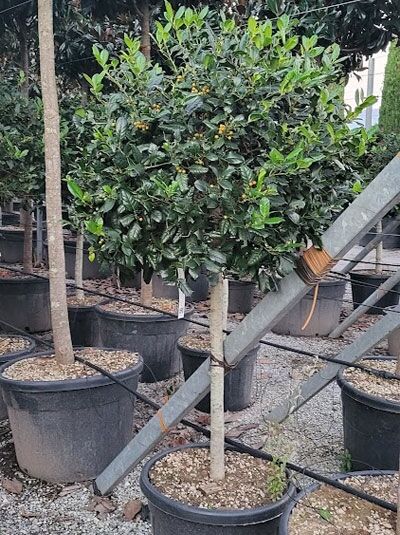 Stechpalme Ilex mutchagara 'Nellie R. Stevens' Hochstamm, 80 cm Stamm, im Container C70 mit dichtem, dunkelgrünem Laub.