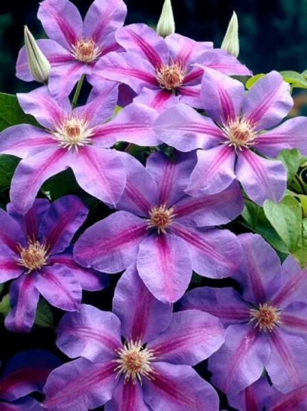 Clematis 'Etoile de Malicorne' / Waldrebe 'Etoile de Malicorne'