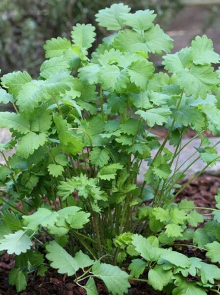 Pimpinelle / Kleiner Wiesenknopf / Pimpinelle / Kleiner Wiesenknopf