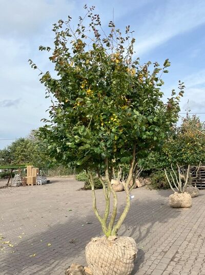 Eisenholzbaum / Parrotie 350-400 cm schirmform / Parrotia persica (1577282)