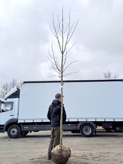 Liquidambar styraciflua 'Moraine', Amerikanischer Amberbaum 'Moraine' Hochstamm mit Drahtballen, kahler Stamm mit Verzweigungen