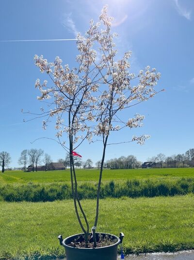 Kupfer-Felsenbirne 200 - 250 cm Schirmform / Amelanchier lamarckii (876138)