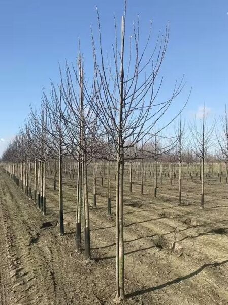 Malus domestica 'Ingrid Marie' / Apfel 'Ingrid Marie' Hochstamm 16-18 StU, laubloser Baum im Feldbestand mit Stamm- und Kronenaufbau