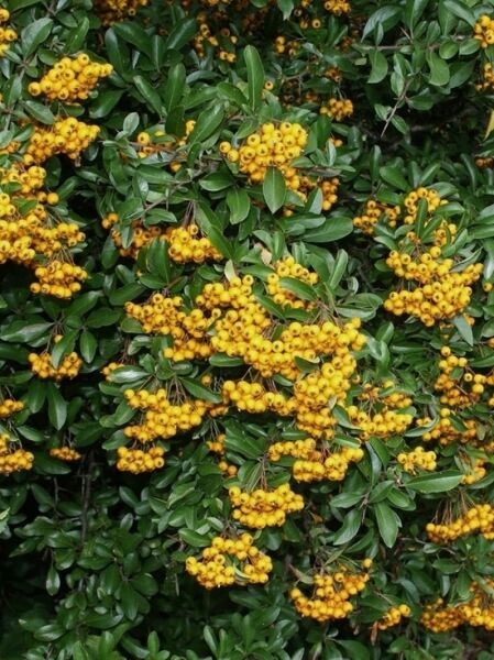 Feuerdorn Saphyr ® &#039;Flava&#039; / &#039;Jaune&#039; / Pyracantha Saphyr ® &#039;Flava&#039; / &#039;Jaune&#039;
