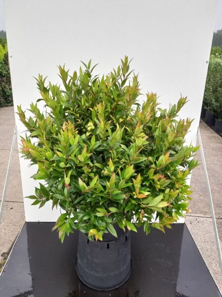 Traubenheide 'Zeblid' / Leucothoe axillaris 'Zeblid'