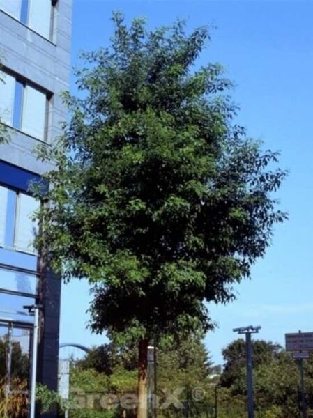 Einblättrige Robinie 'Unifoliola' / Robinia pseudoacacia 'Unifoliola'