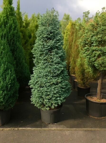 Silber-Zypresse Chamaecyparis pisifera 'Boulevard' 100-125 cm C25, im Container, kegelförmiger Wuchs mit silbrigem Nadelkleid.