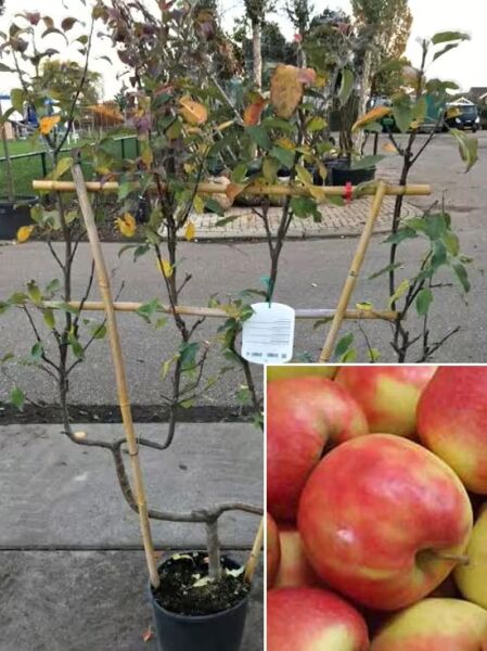 Apfel 'Roter Boskoop' Doppel-U Spalier / Apfel 'Roter Boskoop' Doppel-U Spalier