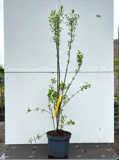 Pfaffenhütchen (Euonymus europaeus) 'Red Cascade', Strauch im Containertopf C3, 60–80 cm, mit aufrechten Trieben und grünen Blättern