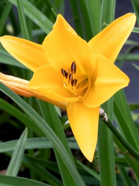 Taglilie 'Reverend Traub' / Hemerocallis cultorum 'Reverend Traub'