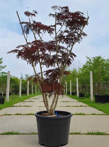 Seidenbaum Albizia julibrissin 'Summer Chocolate', mehrstämmig 175-200 cm im Container, mit dunkelrotem Laub.