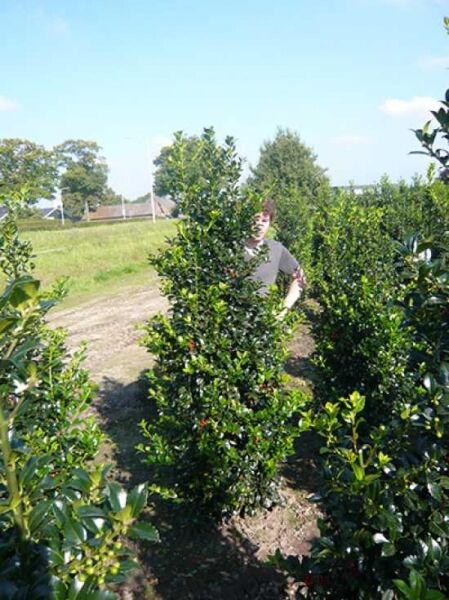 Stechpalme Ilex meserveae 'Heckenfee' 175-200 cm m. Db., aufrecht wachsender Solitärstrauch mit dunkelgrünem Laub und roten Beeren.