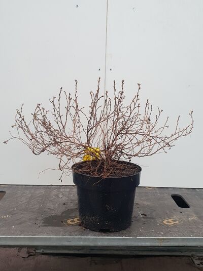 Potentilla fruticosa 'Red Ace®' / Fünffingerstrauch 'Red Ace' 30-40 cm C3 im Topf, verzweigte Triebe ohne Laub sichtbar