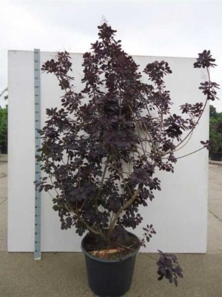 Roter Perückenstrauch 'Royal Purple' (Cotinus coggygria) im Container C50, ca. 200–250 cm, dunkel purpurfarbenes Laub.
