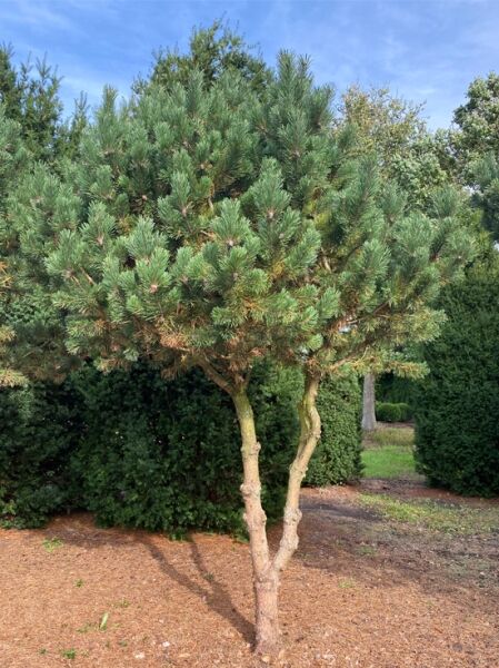 Strauchkiefer 'Gnom' (2) / Pinus mugo 'Gnom' 200-250 cm breit x 400-450 cm hoch