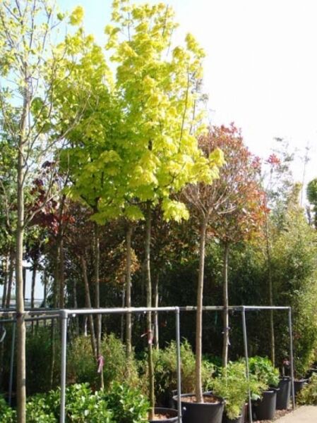 Gold-Ahorn Hochstamm (Acer platanoides 'Princeton Gold') 14-16 StU im Container mit gelbgrünem Laub und geradem Stamm.