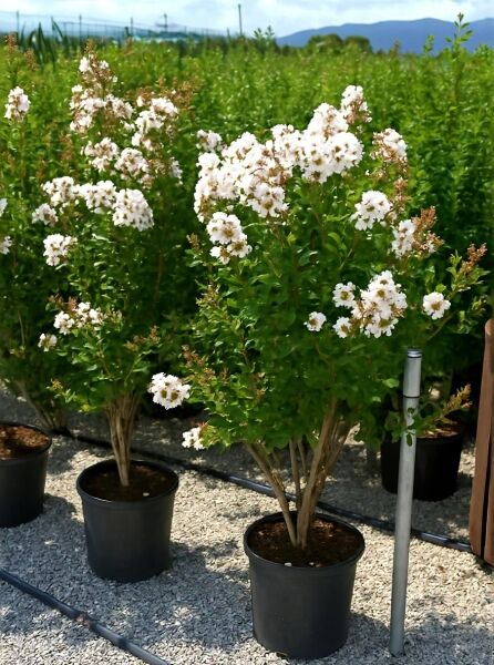 Lagerstroemia indica (weiße Blüte) – Flieder des Südens, Indische Lagerströmie im Topf, 100–125 cm, C30, mit weißen Blütenrispen