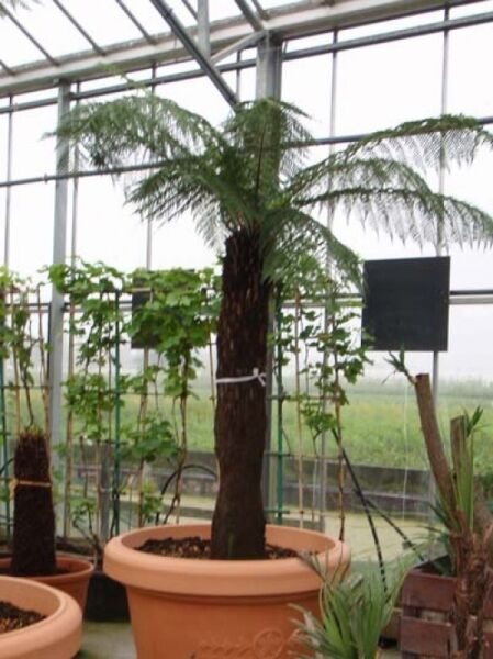 Baumfarn / Australischer Taschenfarn / Baumfarn / Australischer Taschenfarn