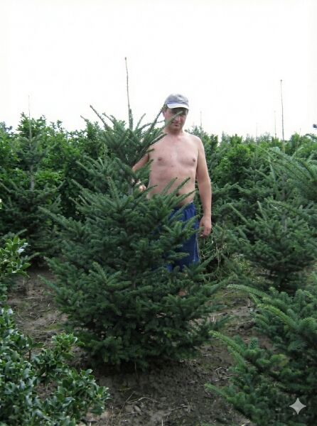 Fraser-Tanne (Abies fraseri) 200–225 cm mit Drahtballen, gewachsener Nadelbaum im Feldbestand.