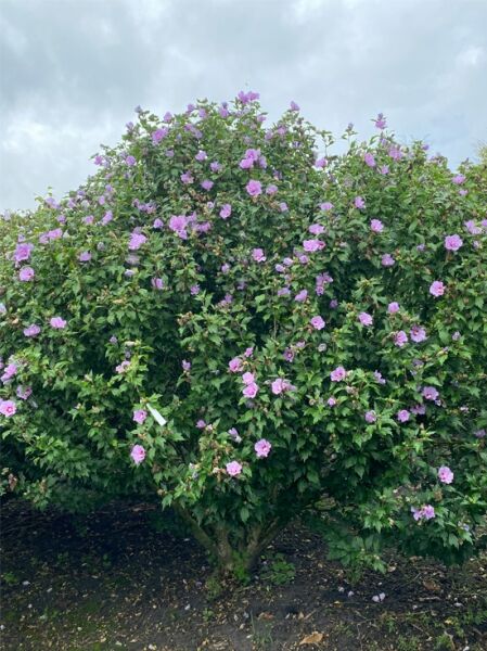 Garten-Eibisch 'Ardens' / Strauch-Eibisch 'Ardens' / Hibiscus syriacus 'Ardens' 200-300 cm breit x 300-350 cm hoch 