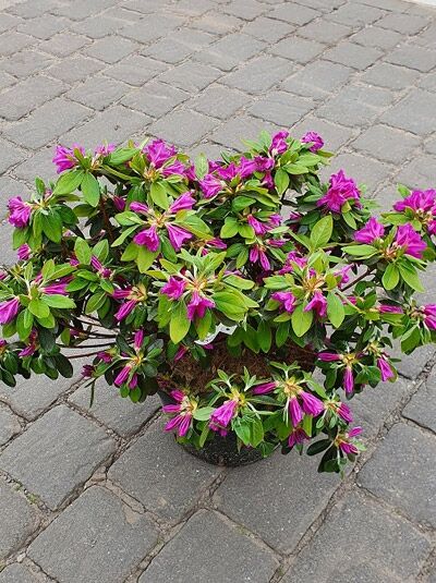 Japanische Azalee 'Königstein' (Rhododendron obtusum) 30–40 cm C5, kompakter Strauch im Topf mit pinken Blüten und grünen Blättern