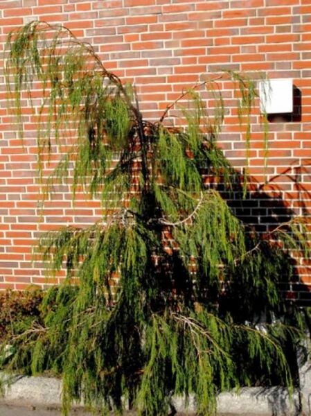 Überhängende Zypresse 'Waterfall' / Chamaecyparis lawsoniana 'Waterfall'