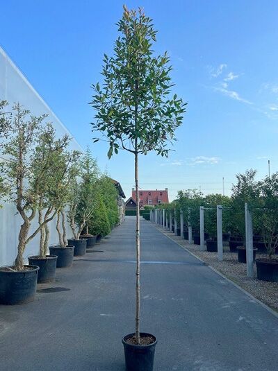 Glanzmispel 'Red Robin' (Hochstamm / Stämmchen) - Photinia fraseri 'Red Robin'