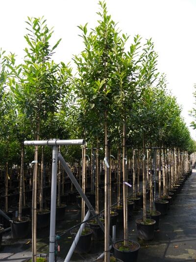 Prunus laurocerasus 'Caucasica' Hochstamm / Kirschlorbeer 'Caucasica'