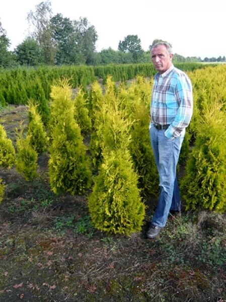 Thuja occidentalis 'Yellow Ribbon' / Lebensbaum 'Yellow Ribbon' 100-125 cm m. B., gelbgrüne, kegelförmige Konifere im Feldbestand