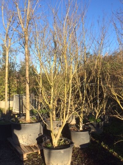 Lagerstroemia indica (rosa Blüte) – Flieder des Südens, Indische Lagerströmie, Kreppmyrte, Hochstamm im Topf, 300–350 cm C160