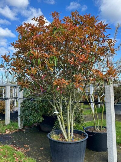 Glanzmispel 'Crunchy' 225-250 cm Schirmform mehrstämmig / Photinia serratifolia 'Crunchy' (874429)