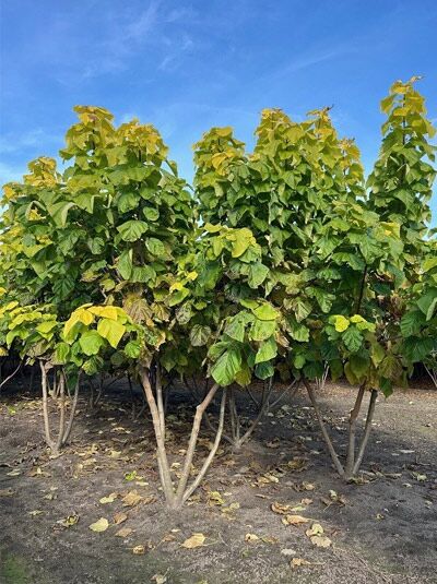 Catalpa bignonioides 'Aurea' (Gold-Trompetenbaum) Schirmform, 300–350 cm, mehrstämmiger Baum mit gelbgrünem Laub