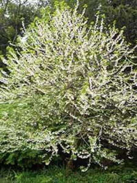 Halesia carolina / Schneeglöckchenbaum
