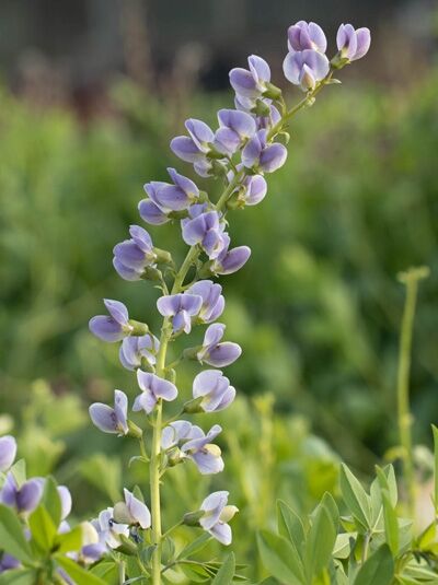 Baptisia x variicolor 'Starlite Prairieblues ®' / Färberhülse